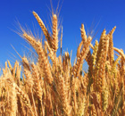 gold ist das Leben für weiß-blau gold ist das Leben für weiß-blau